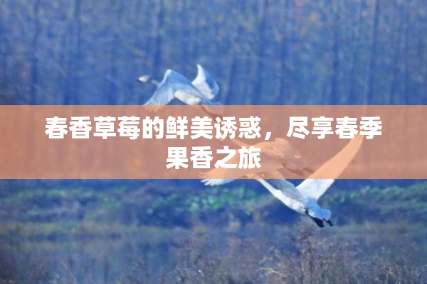 春香草莓的鲜美诱惑，尽享春季果香之旅