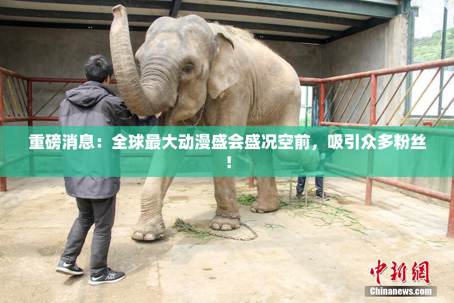 重磅消息：全球最大动漫盛会盛况空前，吸引众多粉丝！