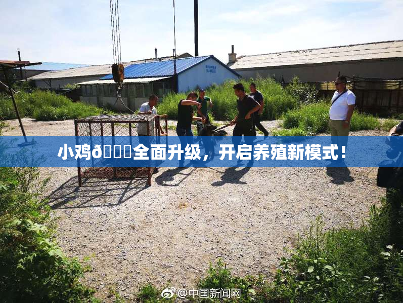 小鸡🐔全面升级，开启养殖新模式！