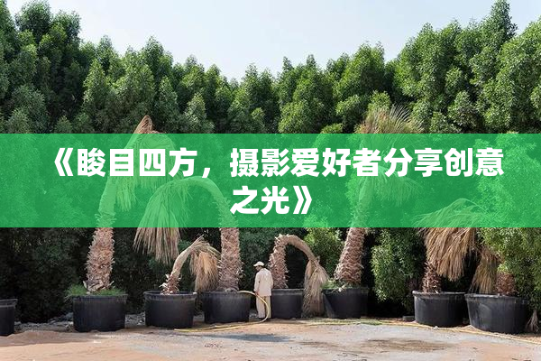 《睃目四方，摄影爱好者分享创意之光》