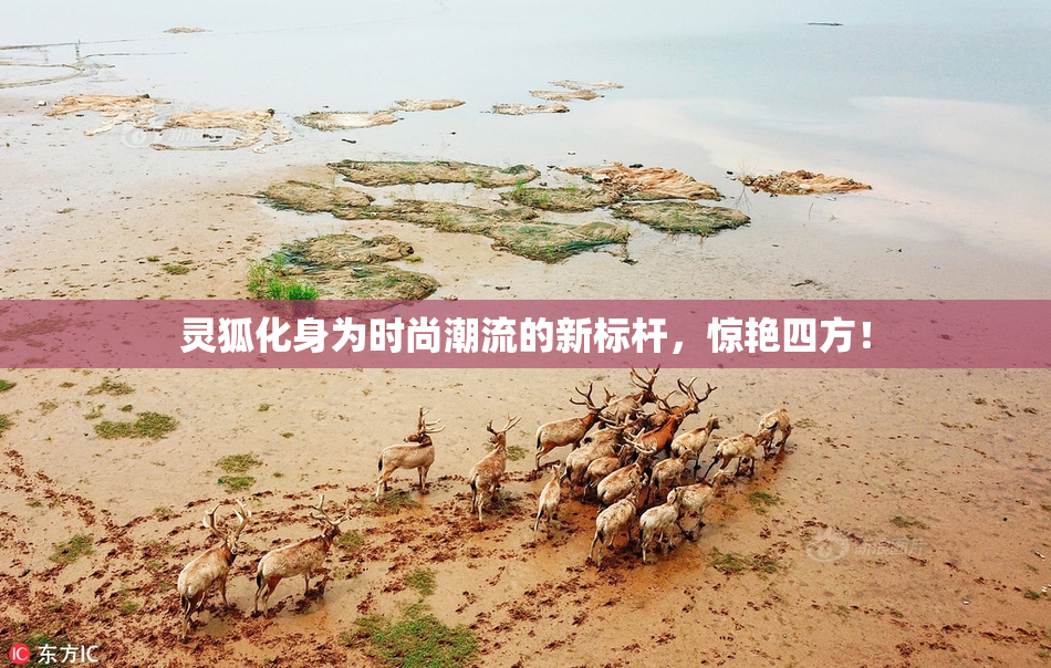 灵狐化身为时尚潮流的新标杆，惊艳四方！
