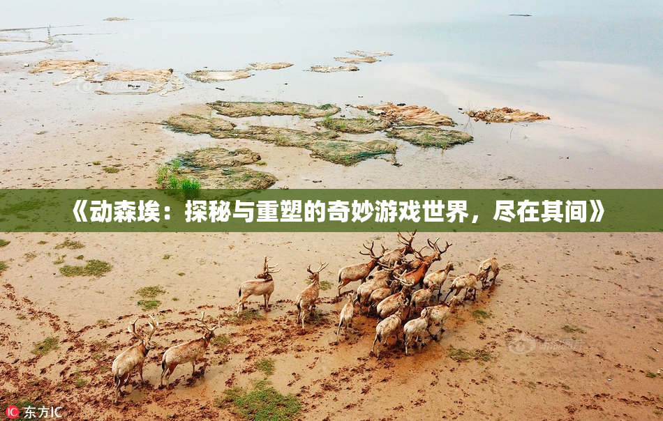 《动森埃：探秘与重塑的奇妙游戏世界，尽在其间》