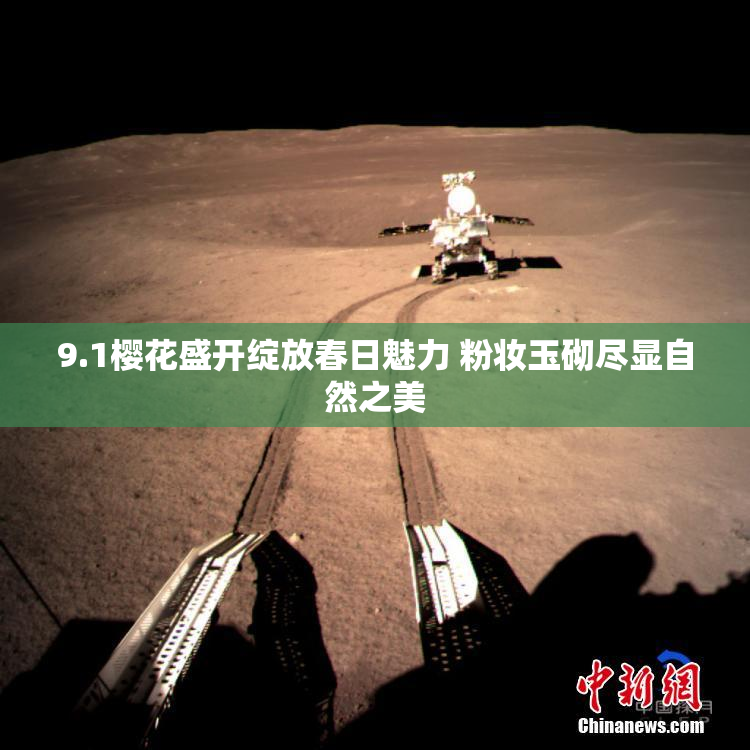 9.1樱花盛开绽放春日魅力 粉妆玉砌尽显自然之美