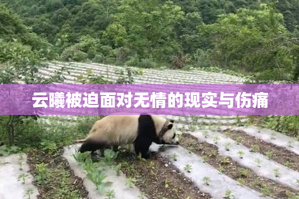 云曦被迫面对无情的现实与伤痛