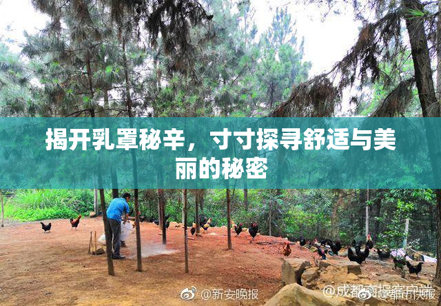 揭开乳罩秘辛，寸寸探寻舒适与美丽的秘密