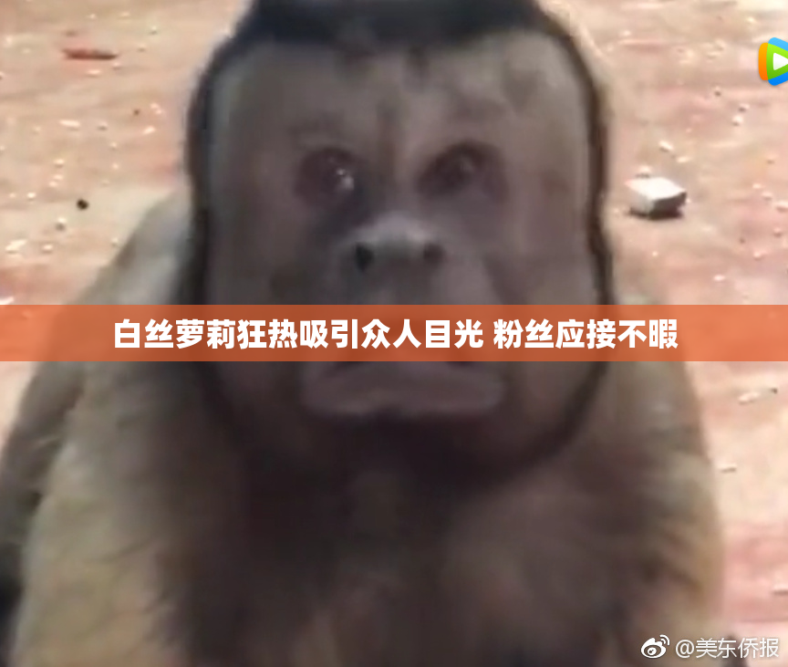 白丝萝莉狂热吸引众人目光 粉丝应接不暇