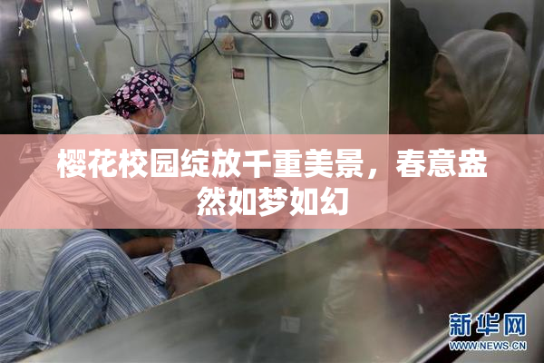樱花校园绽放千重美景，春意盎然如梦如幻