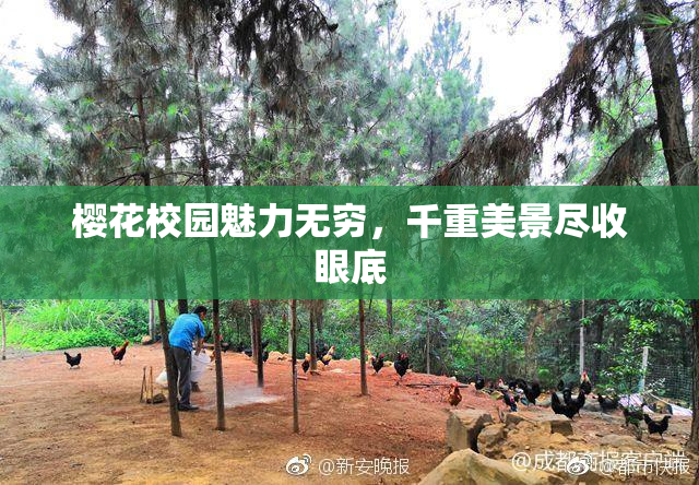 樱花校园魅力无穷，千重美景尽收眼底