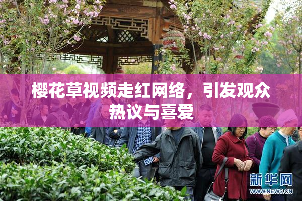 樱花草视频走红网络，引发观众热议与喜爱