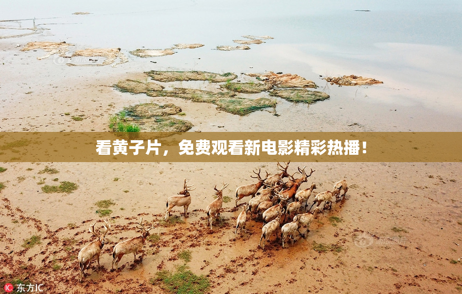 看黄子片，免费观看新电影精彩热播！