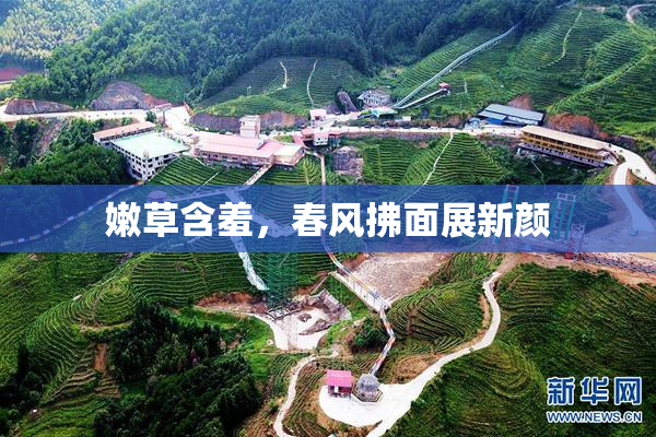 嫩草含羞，春风拂面展新颜