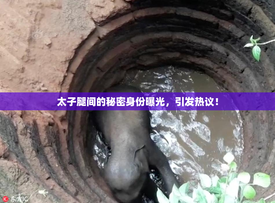 太子腿间的秘密身份曝光，引发热议！