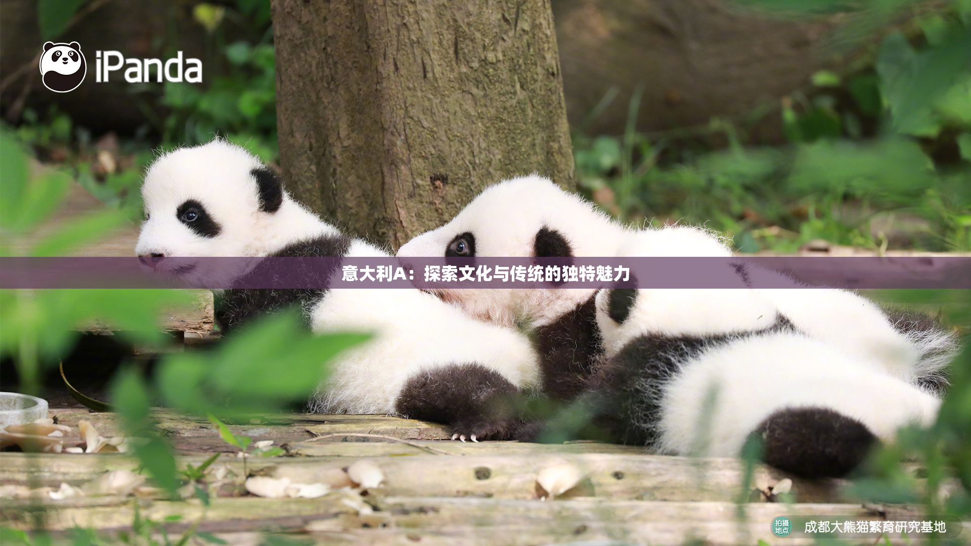 意大利A：探索文化与传统的独特魅力