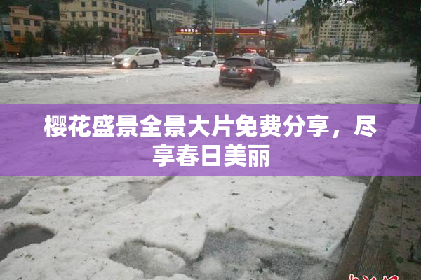 樱花盛景全景大片免费分享，尽享春日美丽