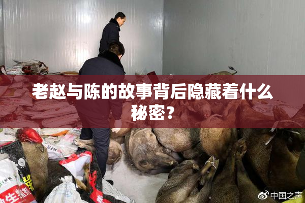 老赵与陈的故事背后隐藏着什么秘密？