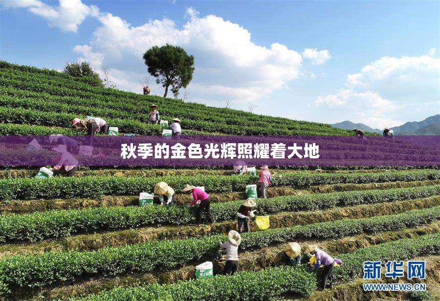 秋季的金色光辉照耀着大地