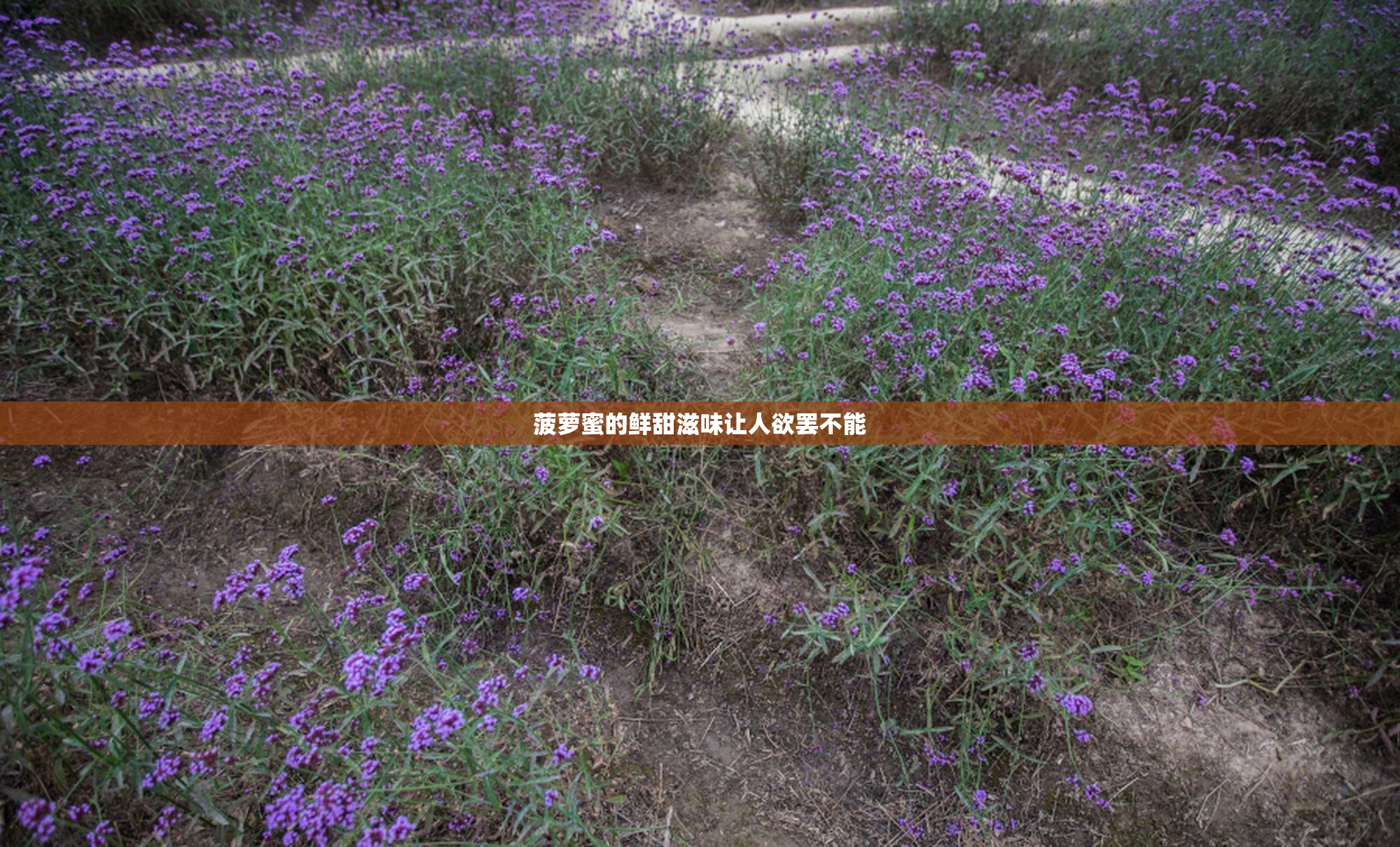 菠萝蜜的鲜甜滋味让人欲罢不能