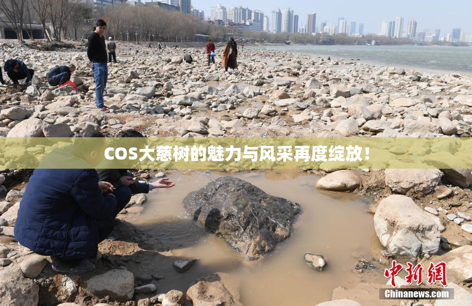 COS大慈树的魅力与风采再度绽放！