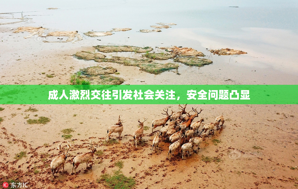成人激烈交往引发社会关注，安全问题凸显