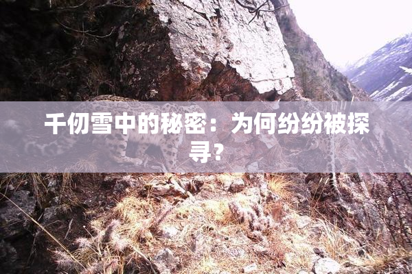 千仞雪中的秘密：为何纷纷被探寻？