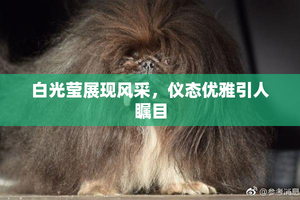 白光莹展现风采，仪态优雅引人瞩目