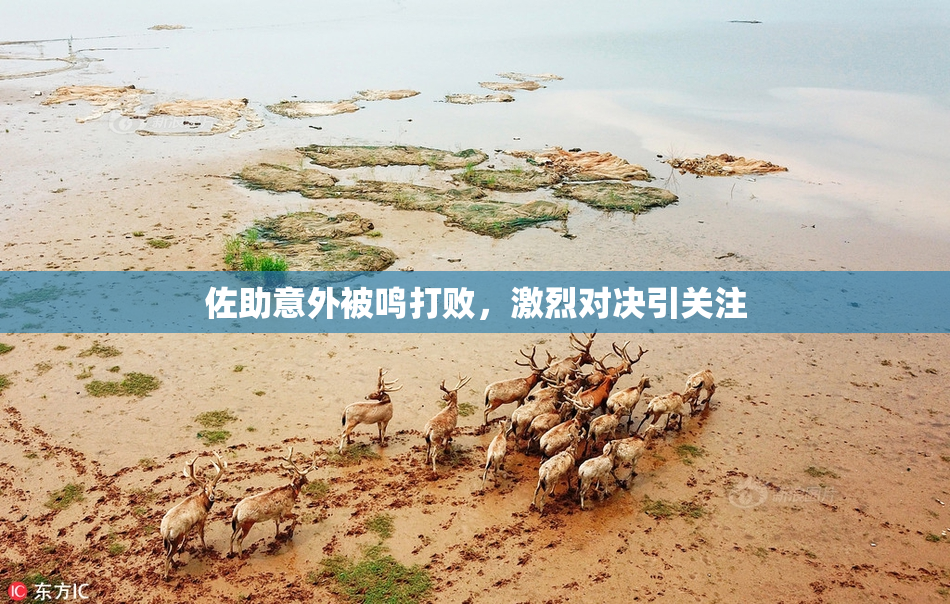 佐助意外被鸣打败，激烈对决引关注