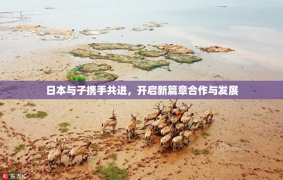 日本与子携手共进，开启新篇章合作与发展