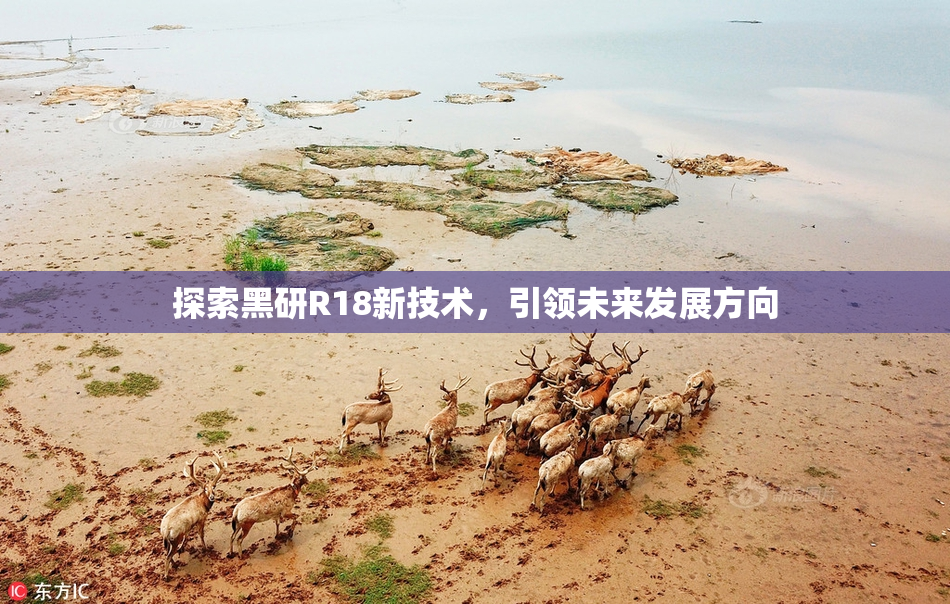 探索黑研R18新技术，引领未来发展方向