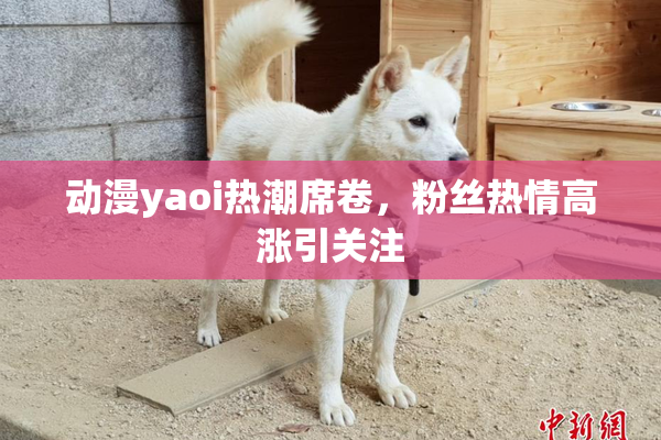 动漫yaoi热潮席卷，粉丝热情高涨引关注