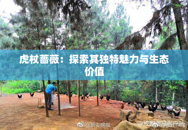 虎杖蔷薇：探索其独特魅力与生态价值