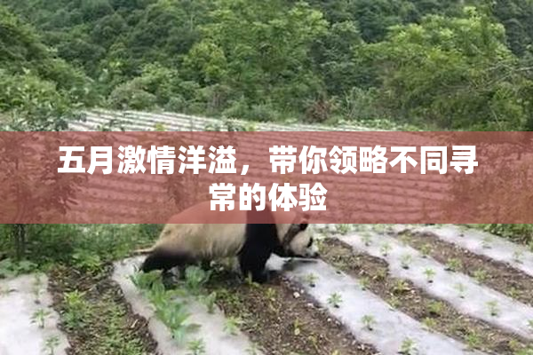 五月激情洋溢，带你领略不同寻常的体验