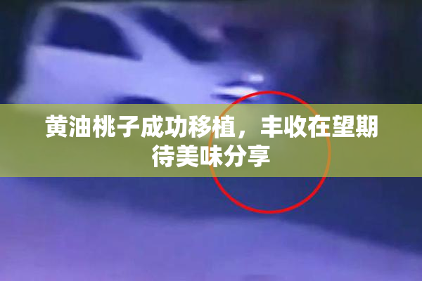 黄油桃子成功移植，丰收在望期待美味分享
