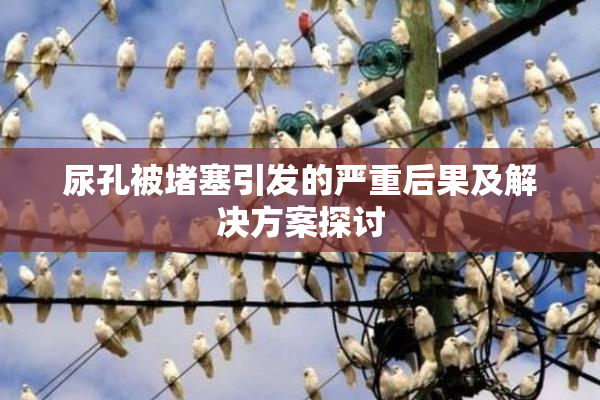 尿孔被堵塞引发的严重后果及解决方案探讨