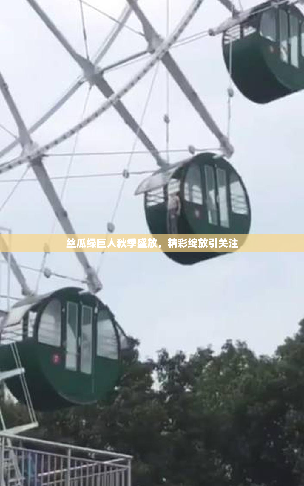 丝瓜绿巨人秋季盛放，精彩绽放引关注