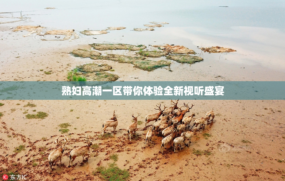 熟妇高潮一区带你体验全新视听盛宴