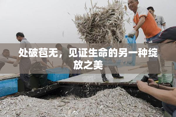 处破苞无，见证生命的另一种绽放之美