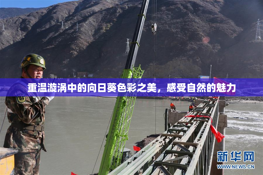 重温漩涡中的向日葵色彩之美，感受自然的魅力