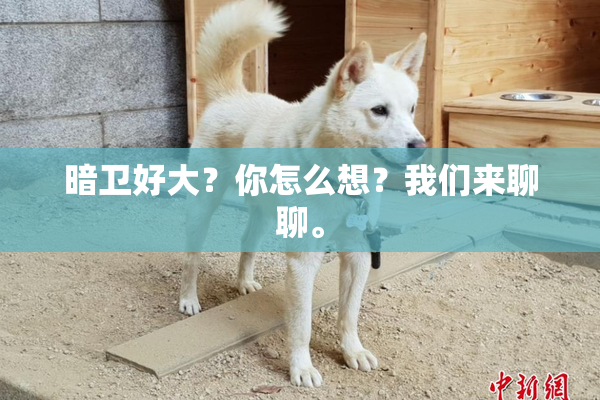暗卫好大？你怎么想？我们来聊聊。