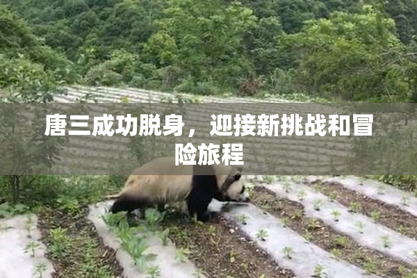 唐三成功脱身，迎接新挑战和冒险旅程
