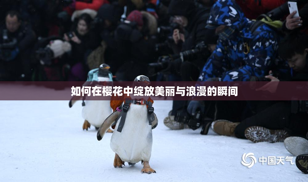 如何在樱花中绽放美丽与浪漫的瞬间