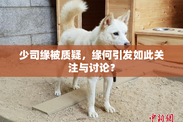 少司缘被质疑，缘何引发如此关注与讨论？