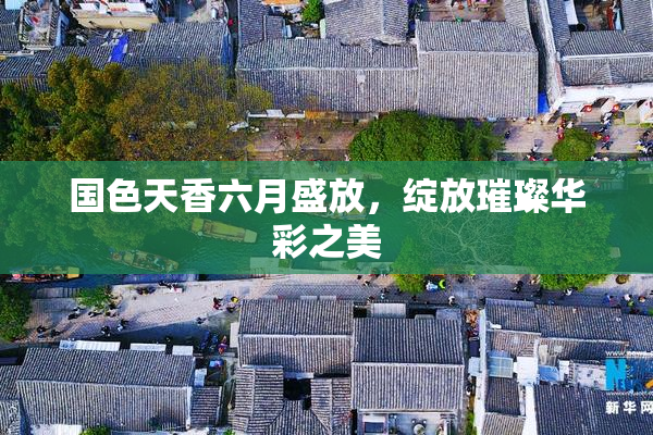 国色天香六月盛放，绽放璀璨华彩之美