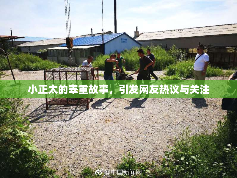 小正太的睾重故事，引发网友热议与关注