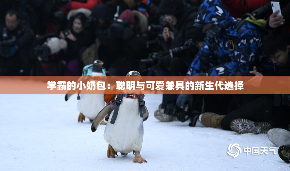学霸的小奶包：聪明与可爱兼具的新生代选择