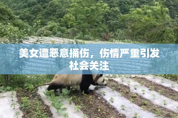 美女遭恶意捅伤，伤情严重引发社会关注