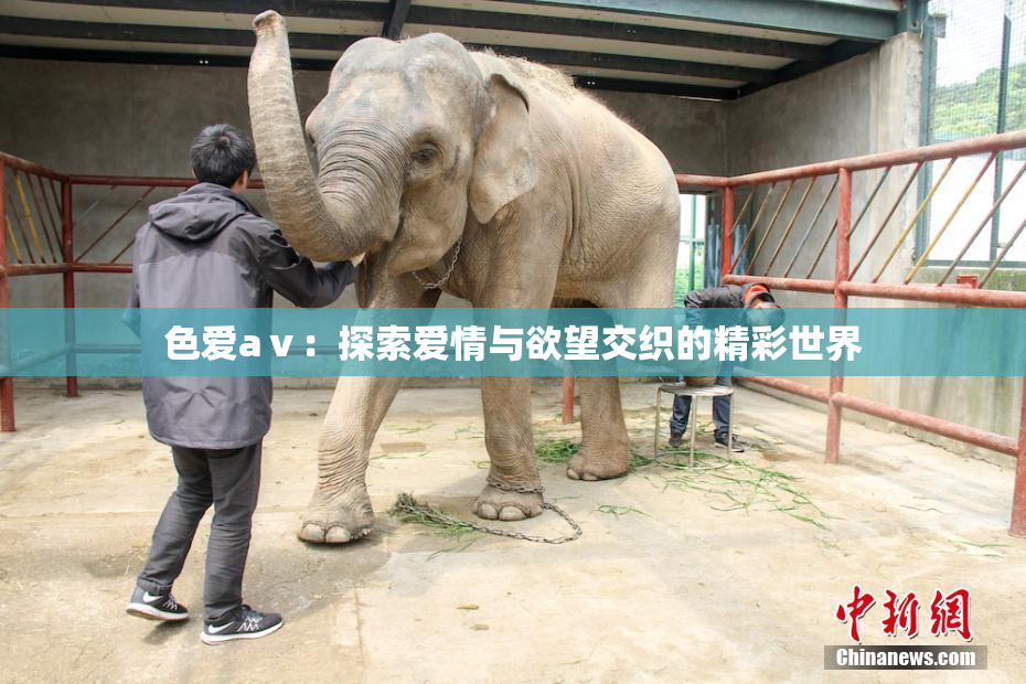 色爱aⅴ：探索爱情与欲望交织的精彩世界