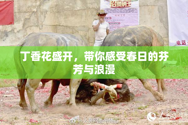 丁香花盛开，带你感受春日的芬芳与浪漫