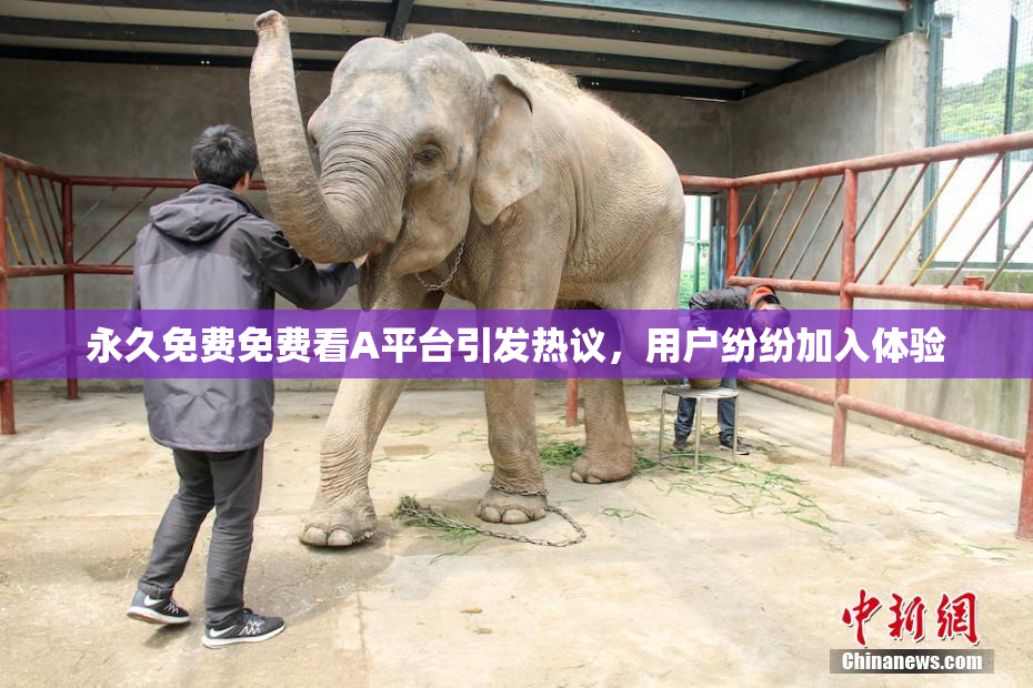 永久免费免费看A平台引发热议，用户纷纷加入体验