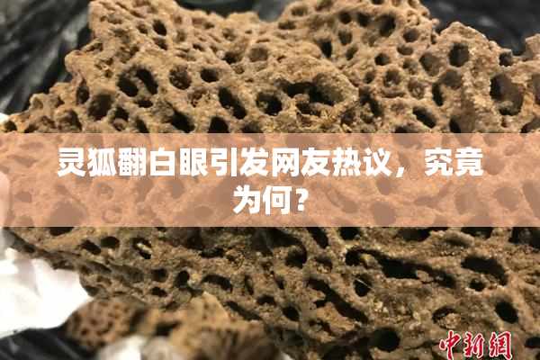 灵狐翻白眼引发网友热议，究竟为何？