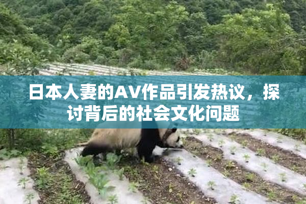 日本人妻的AV作品引发热议，探讨背后的社会文化问题